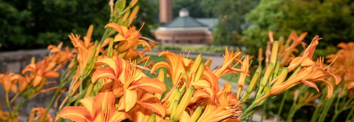 Flowers on campus